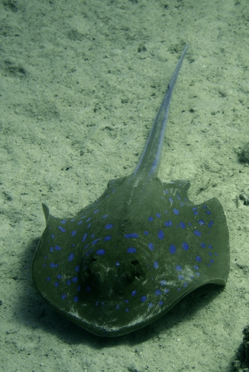 Bluespotted ribbontail ray/stingray