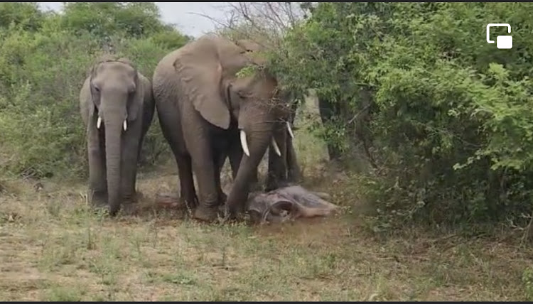 Screenshot of video capturing birth of an elephant.