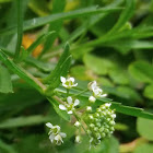 Pepperweed