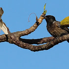 Red-vented Bulbul