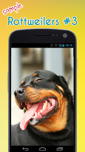 Rotvajler Wallpaper - náhled