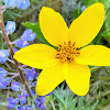 Carey's balsamroot and bingen lupin