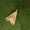 Erebid moth