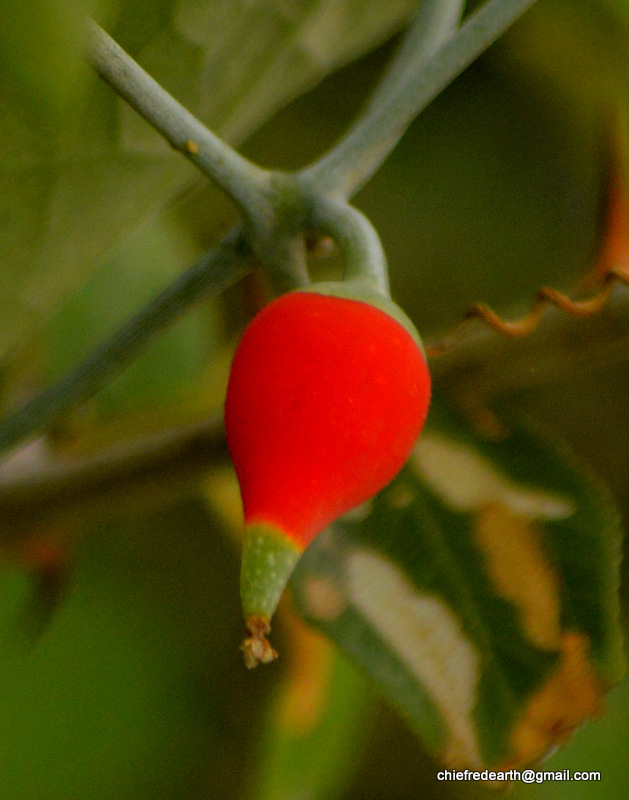 gourds