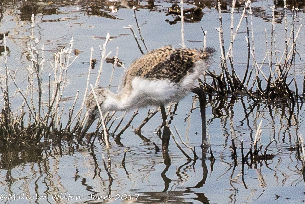 Black-winged Stilt; Cigüeñuela