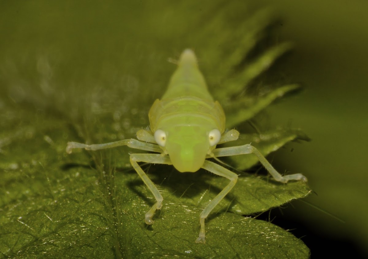 Hopper Nymph