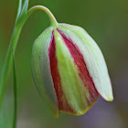 Fritillaria gussichiae