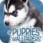 Cover Image of Download Wallpapers with puppies 10.11.2017-puppies APK