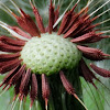 Unknown achenes head