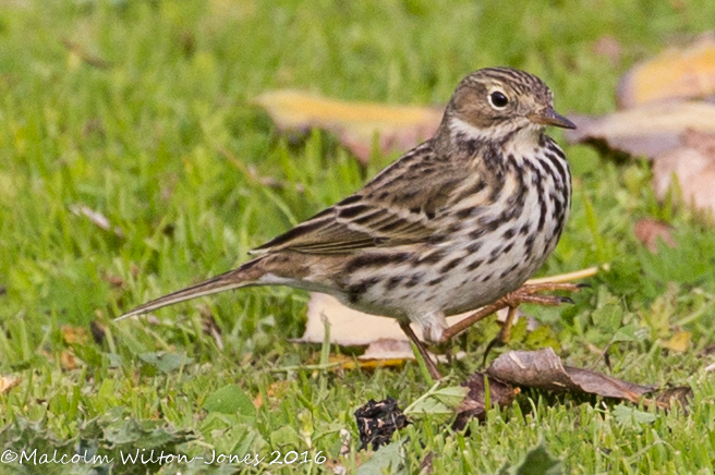 Meadow Pipit