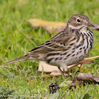 Meadow Pipit