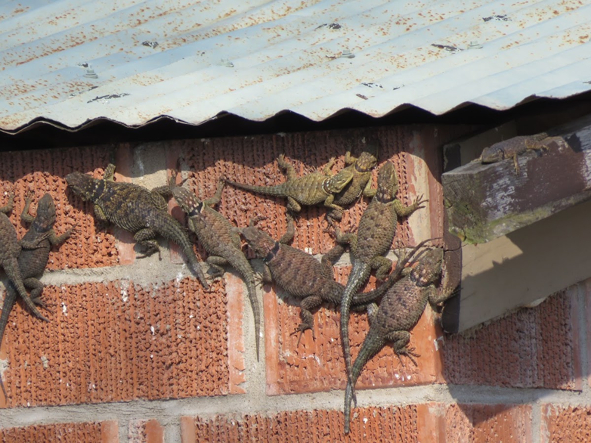 Blue Spiny Lizard