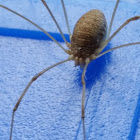 Harvestman