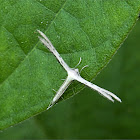 Dwarf Plume Moth