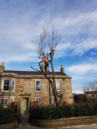 Tree Surgery album cover