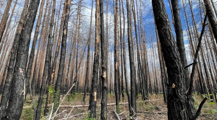 Russian shelling this year has devastated large tracts of pristine forest, driving out wildlife that has still not returned.