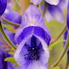 aconite, monkshood