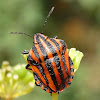 Italian Striped Bug