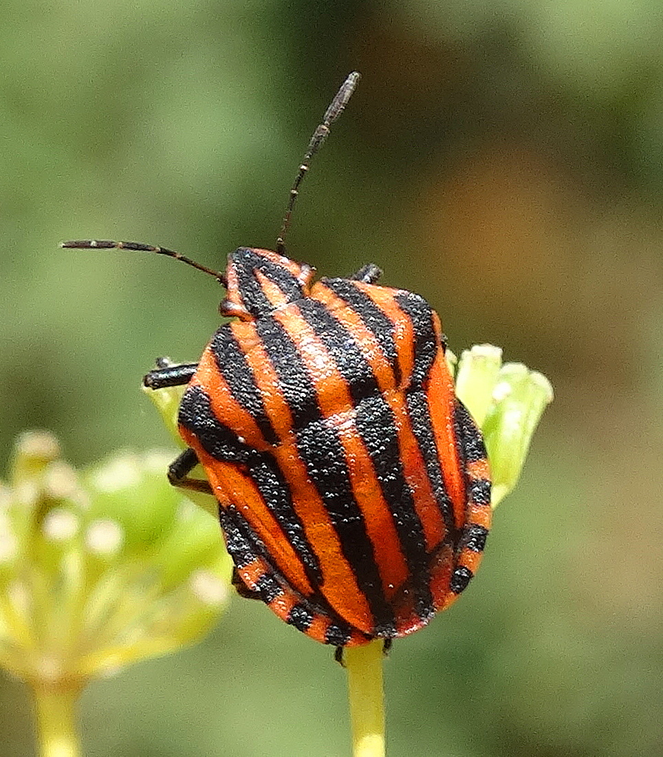 Italian Striped Bug