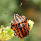 Italian Striped Bug