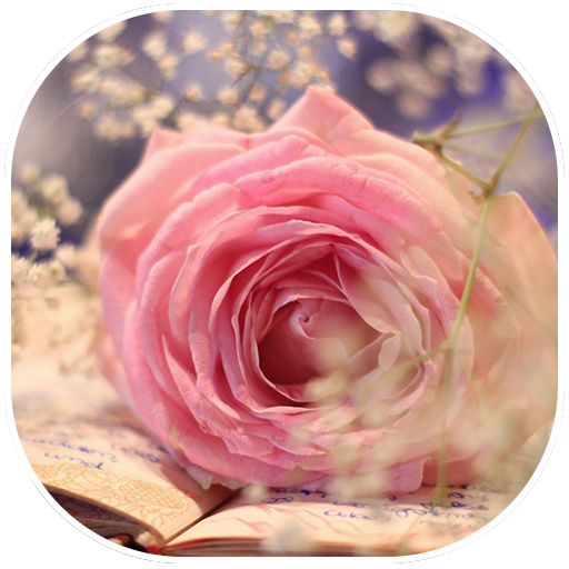 Beautiful Rose Wallpapers 個人化 App LOGO-APP開箱王