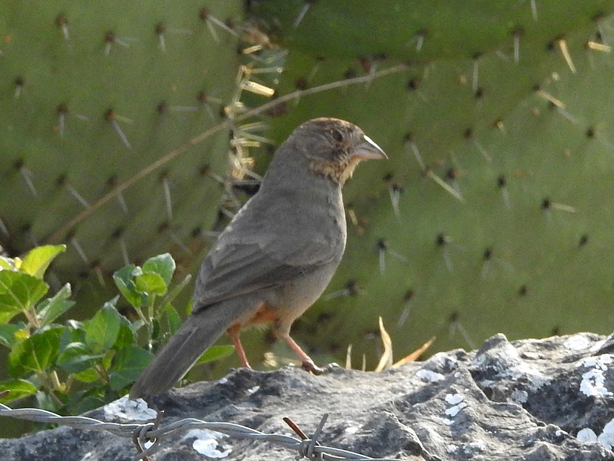 Canyon Towhee (Toquí pardo)