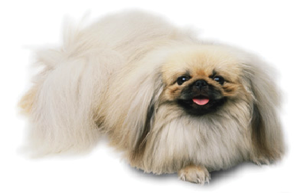 Pekingese Theme small promo image