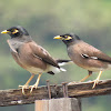 Common Mynah