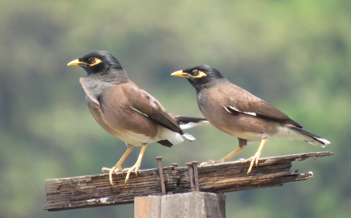 Common Mynah