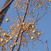 Chinaberry in winter