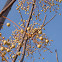 Chinaberry in winter