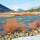 Red-osier dogwood