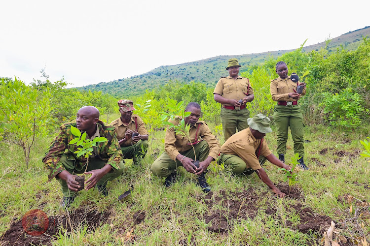Administration police officers take part in the tree planting exercise at Kiambicho Forest Maragua Constituency on May 10,2024.