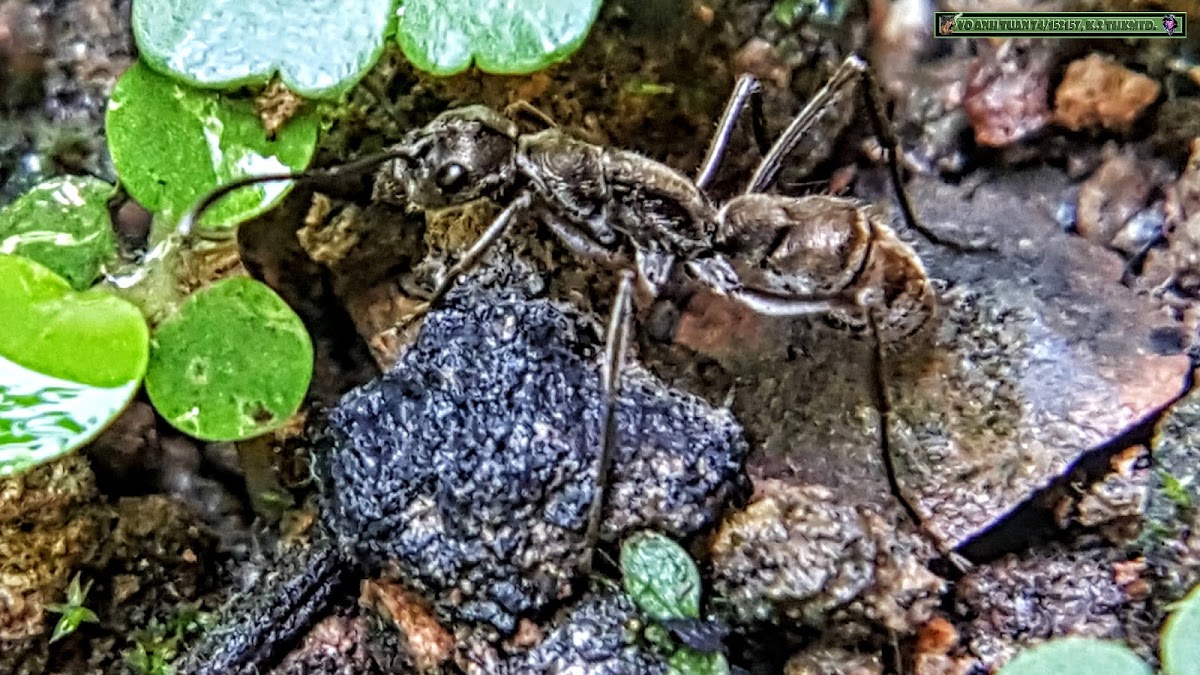 Bornean queenless ant