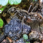 Bornean queenless ant