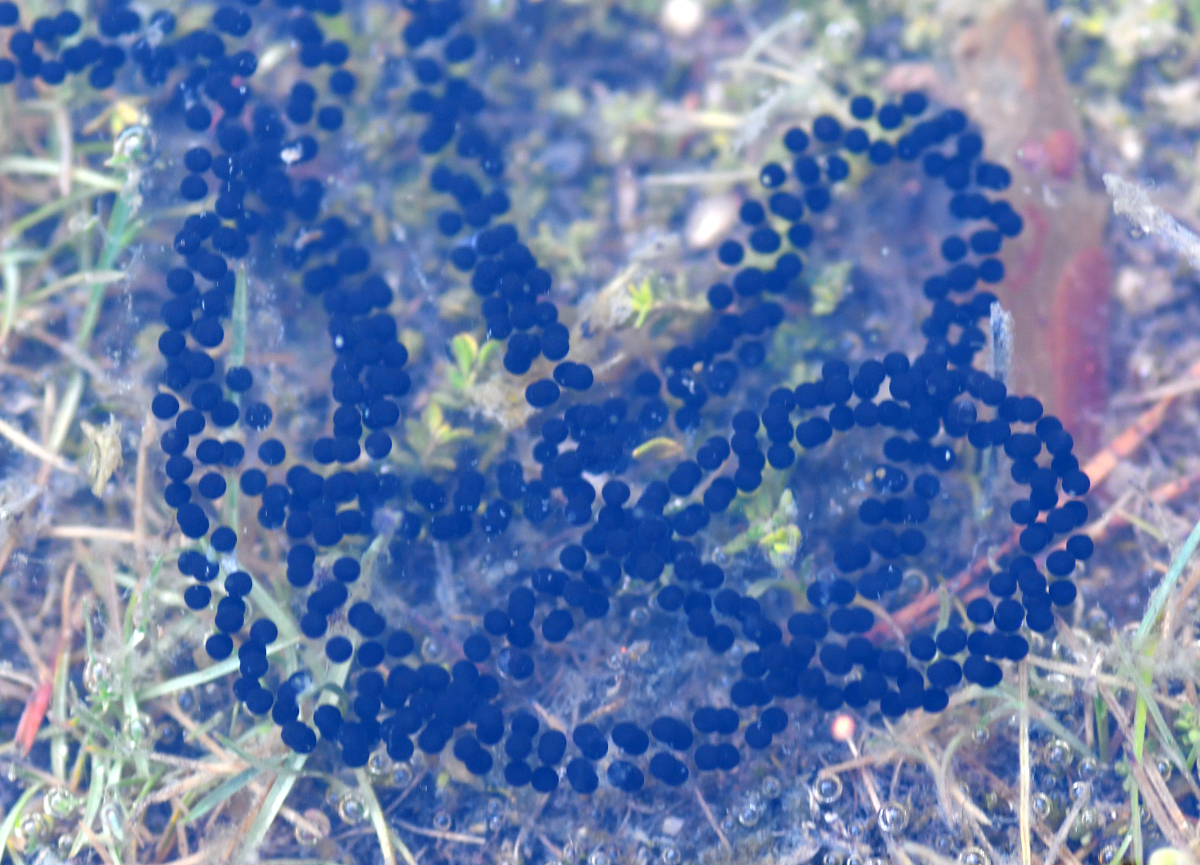 Natterjack toad egg strings