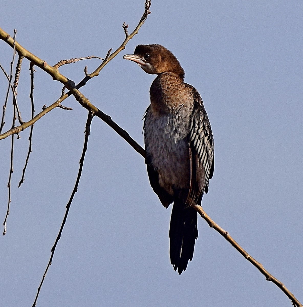 Pygmy Cormorant