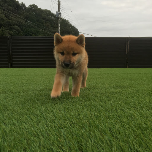 ラン君のプロフィール画像