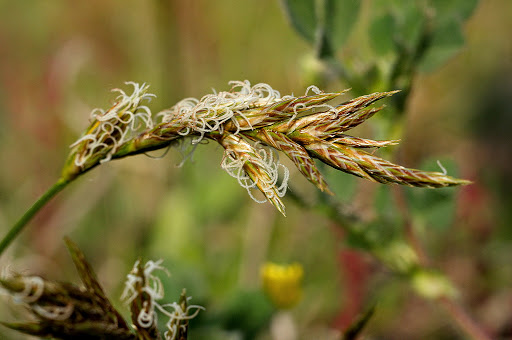 Carex arenaria