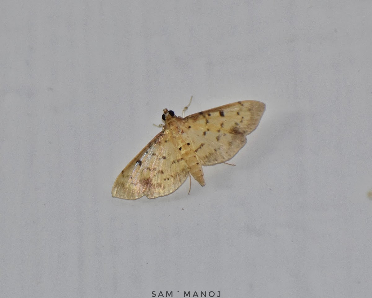 Crambid Snout Moth / Grass Moth