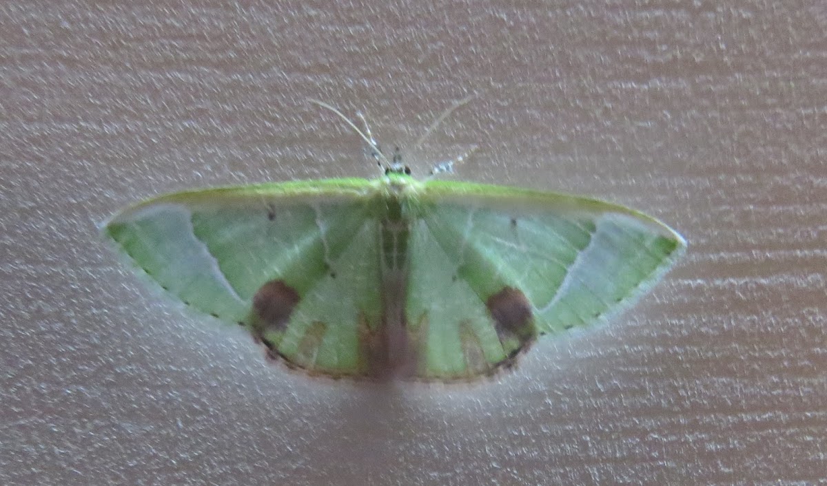 Emerald Moth