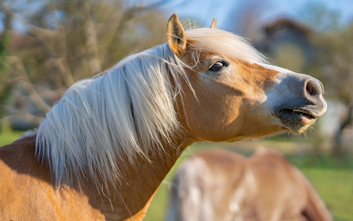 Horses cry