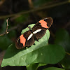 Crimson-patched Longwing