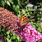 Small tortoiseshell