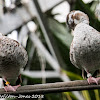 Madagascar Teal