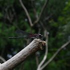 Odonata