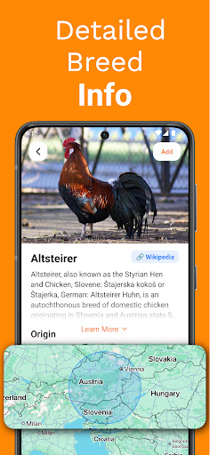 Screenshot Chicken Identifier – RoostScan
