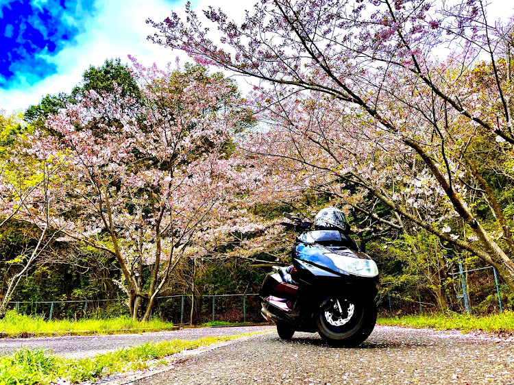 ささやんさんが投稿した桜と愛車・桜とコラボ・桜に関するカスタム事例の投稿画像4枚目