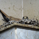 Common Kestrel