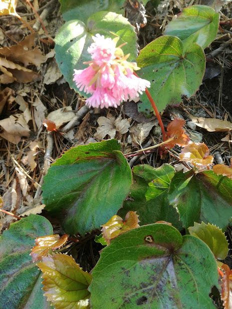 イワウチワ 花の名前の由来 そしてイワカガミとの違いは Dr K 山岳グルメ登山ブログ In 新潟